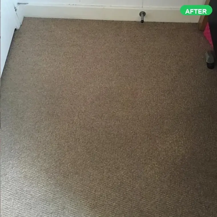 The same carpet after cleaning, with the stain gone